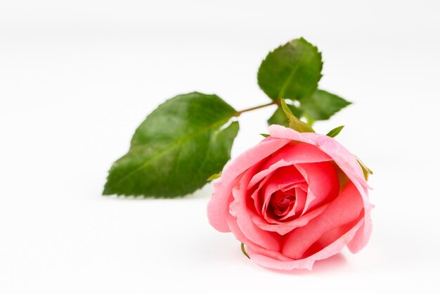 Pink rose on the white background. Concept photo.