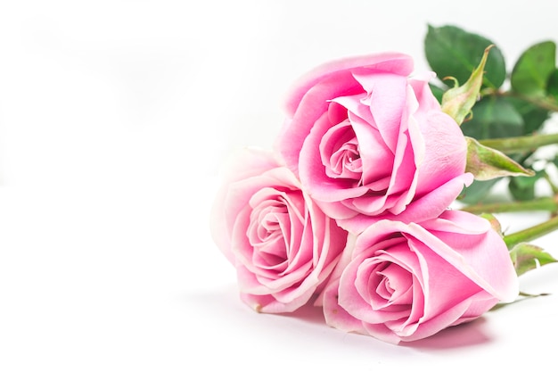 Pink rose on white background