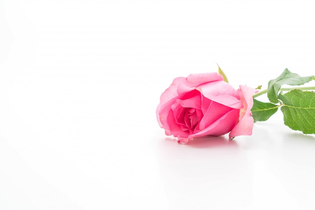 pink rose on white background