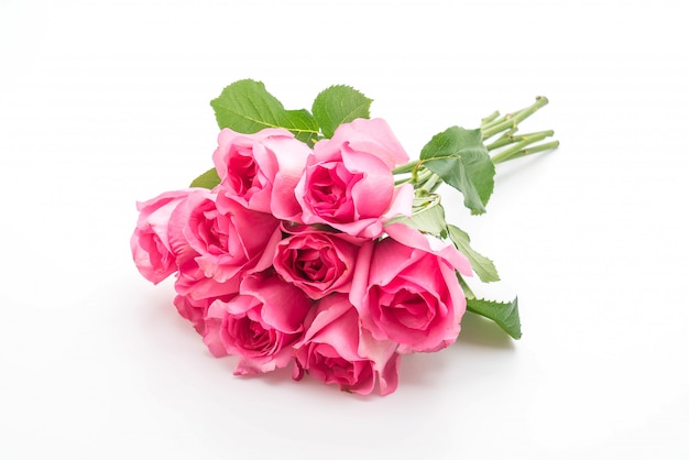 pink rose on white background