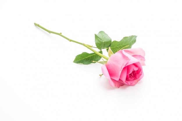Розовая роза на белом фоне