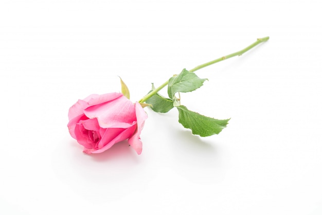 pink rose on white background