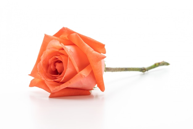 pink rose on white background