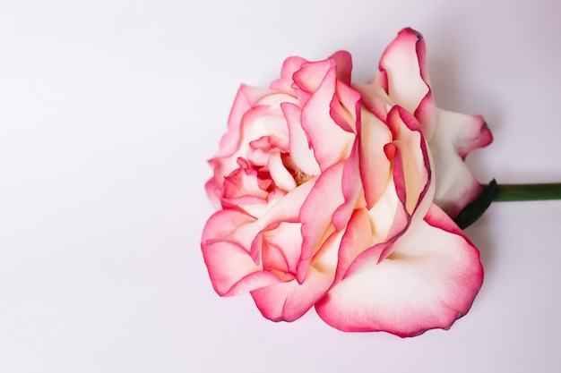 A pink rose on a white background