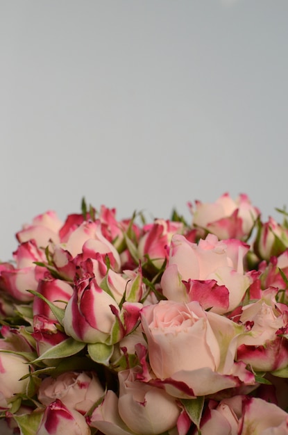 Photo pink rose on white background