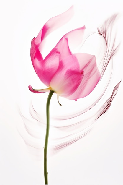 Photo a pink rose in a white background