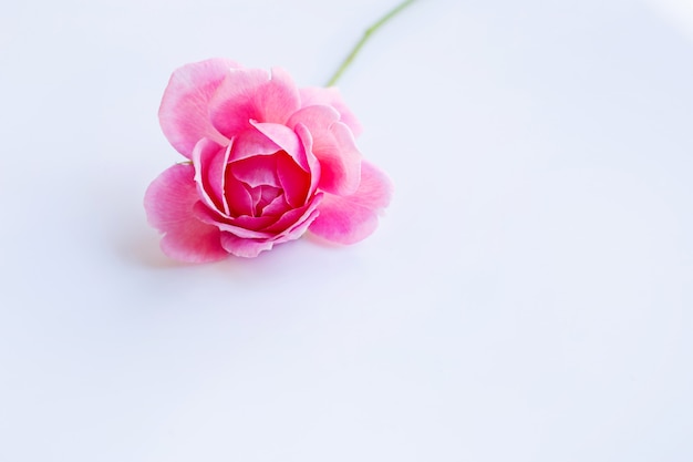 Pink rose on over white. Copy space, Concept background for Valentines Day 