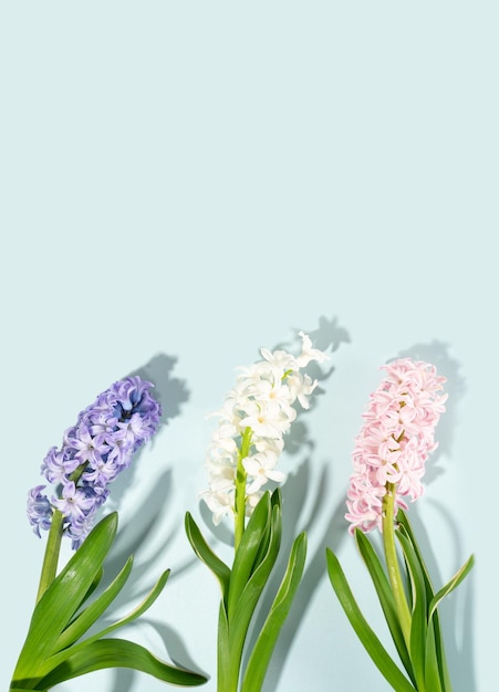 スカイブルーの背景にピンクローズホワイトパープルバイオレットヒヤシンスの花の構成春のポストカードグリーティングカードのコンセプト結婚式の誕生日母の日女性の日フラットレイコピースペース