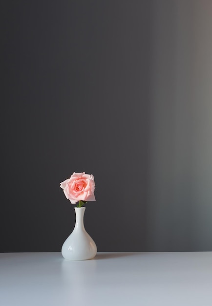 Pink rose in white vase on gray background