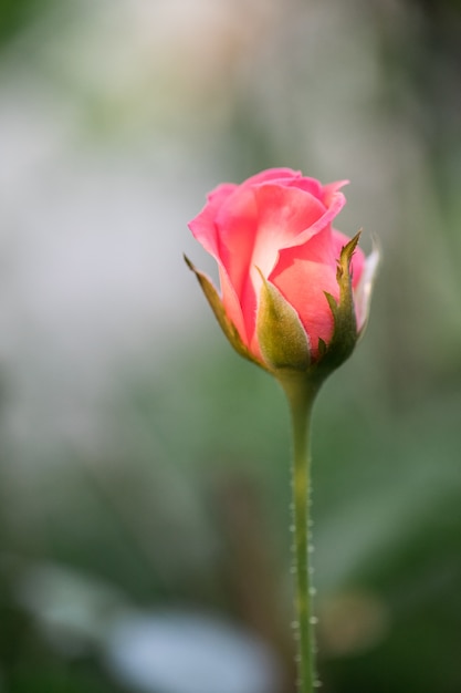 Photo pink rose white