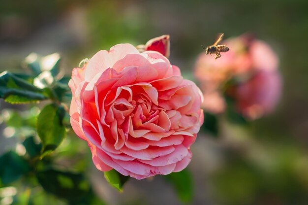 벌 이 있는 분홍색 장미