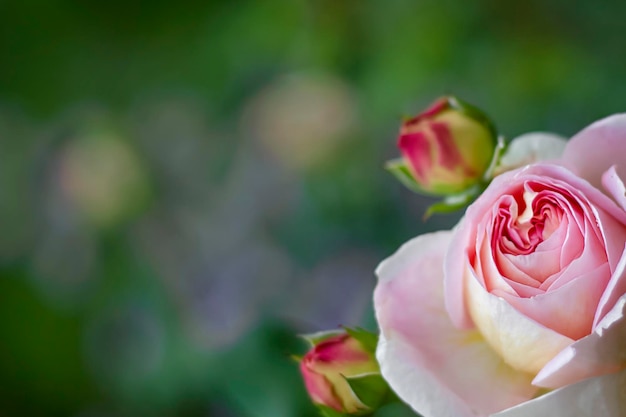 Photo pink rose with buds on a background of green leaves soft focus copy space