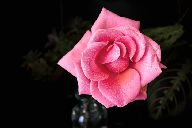 暗い背景のピンクのバラ