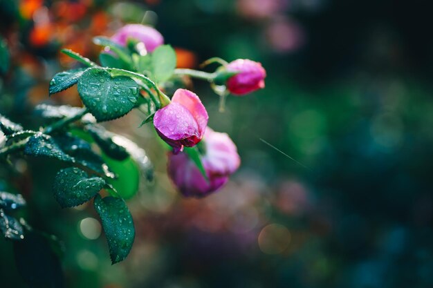 pink rose with dew drops in the garden at dawn