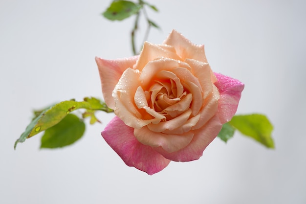 Pink Rose with drops