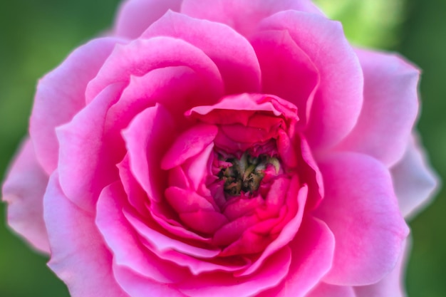 A pink rose with a green center and a green center.