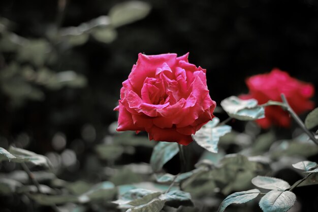 Pink rose with green dark leaf background