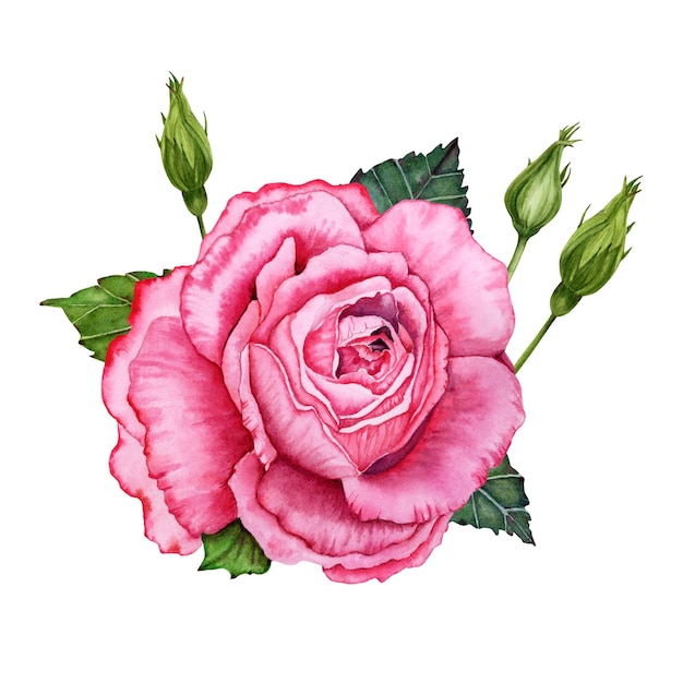 A pink rose with green leaves and a white background.