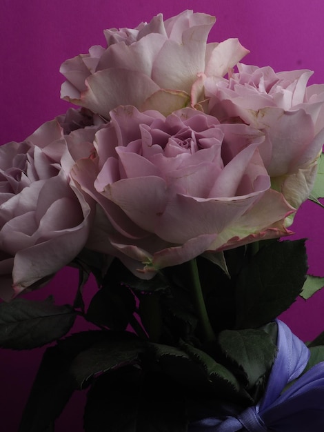 A pink rose with green leaves