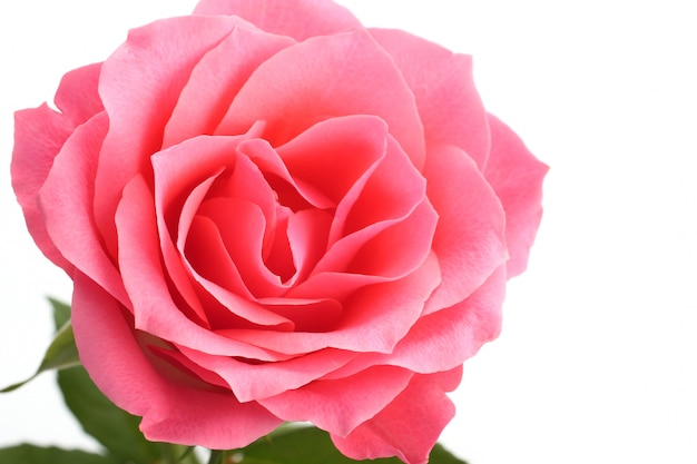 Pink rose with the green stem isolated on white background