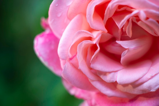 Photo pink rose with raindrops on a bush close up