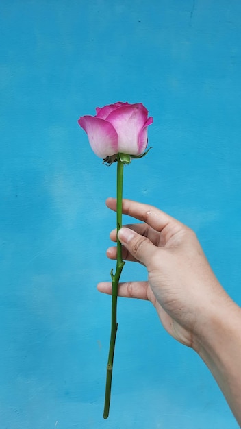 A pink rose with right hand on a blue background