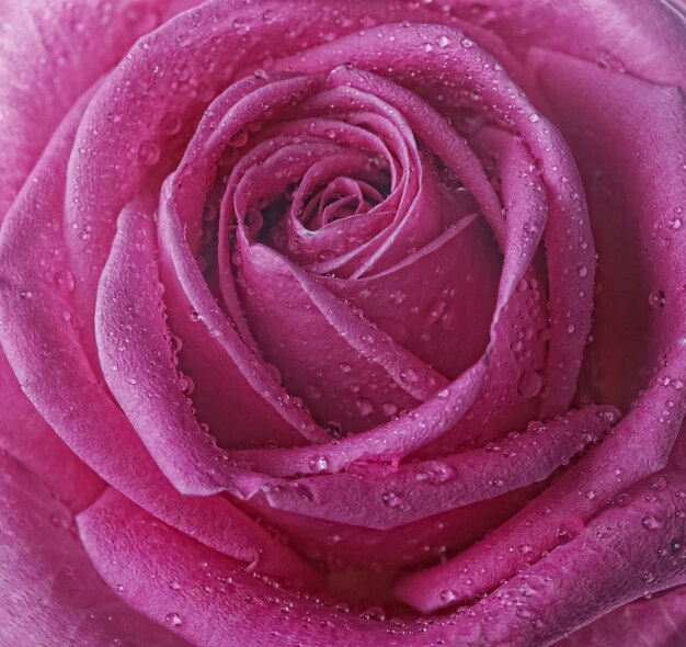 Pink rose with water drops close up