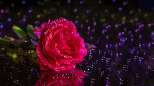 Pink rose with water drops on reflective surface bokeh background