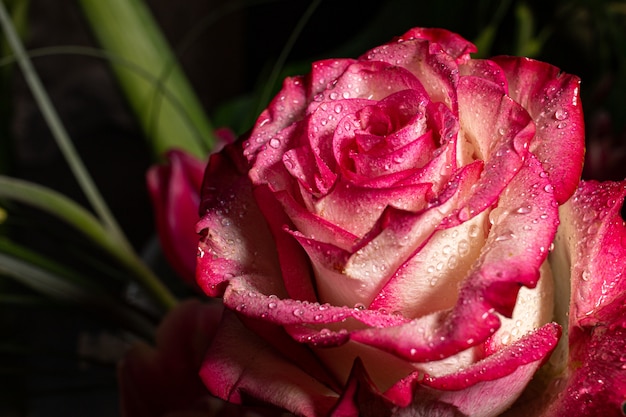 Pink rose with waterdrops