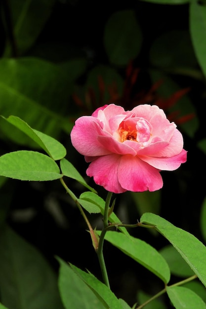 A pink rose with a yellow center and a red center.