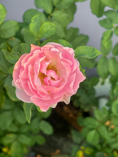 A pink rose with a yellow center and a red center.