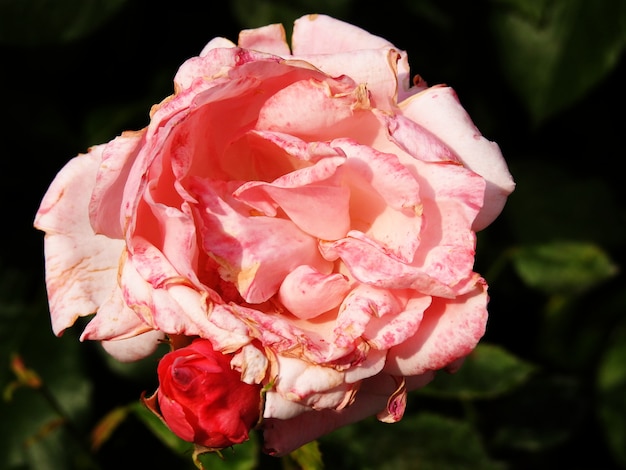 Una rosa rosa appassita