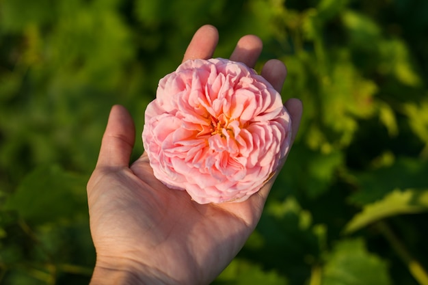 Pink rose in a woman hand outdoors