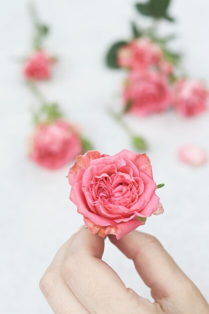 Pink rose in woman hand