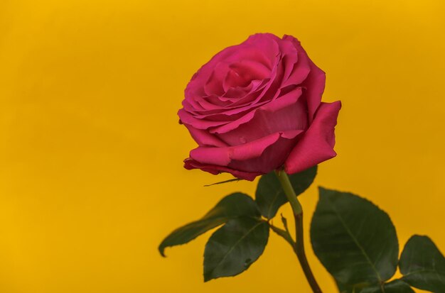 Pink rose on a yellow background close up