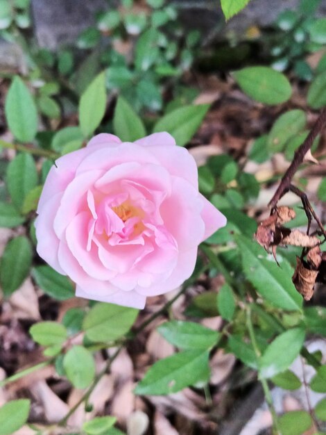 Photo pink rose