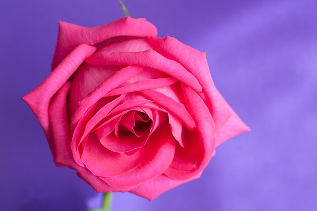 분홍색 장미