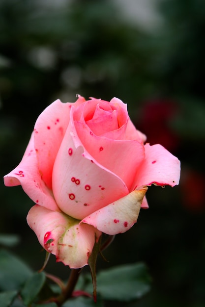 Pink Rose