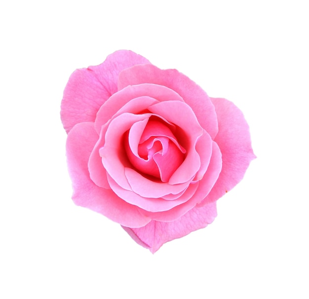 Foto rosa rosa