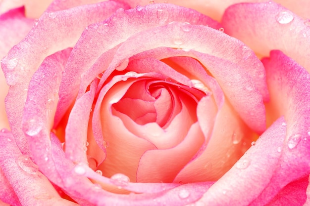 Pink rose