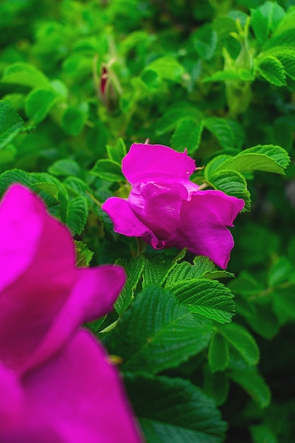 나뭇가지에 핑크 로즈버드 꽃 봉오리