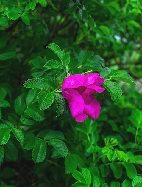 Pink rosebud flower bud on a branch