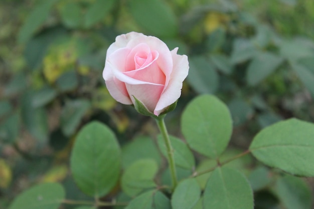 Pink Rosebud