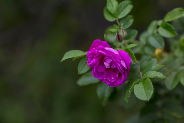 ブッシュのピンクのローズヒップの花