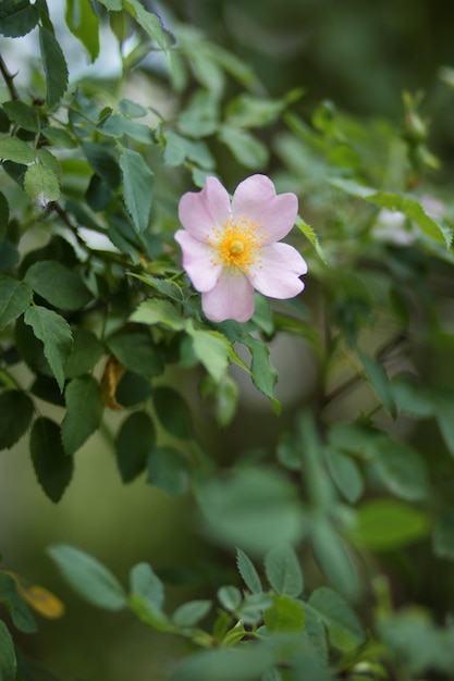 핑크 로즈힙 꽃 근접 촬영 Dogrose는 공원이나 숲에서 꽃을 피웁니다. 자연 구성