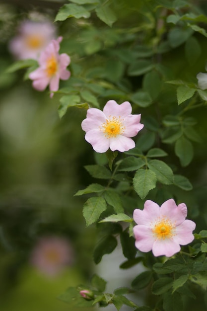 Pink rosehip flower closeup Dogrose blooms in the park or forest Nature composition