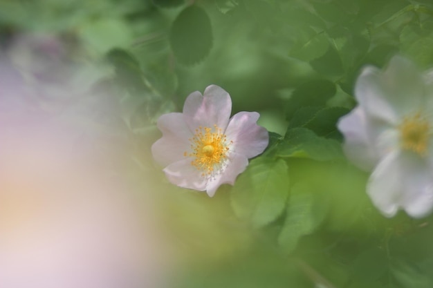 ピンクのローズヒップの花クローズ アップ Dogrose は、公園や森の自然組成