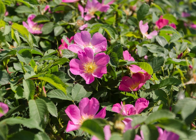 太陽の下でピンクのローズヒップの花4