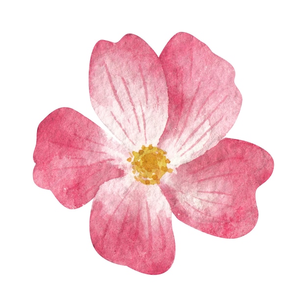 핑크색 로즈  꽃 수채화 요소