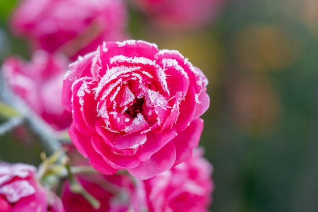 Pink roses are covered with frost and hoarfrost in the garden on the flowerbed